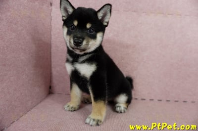 05/14黑色柴犬母幼犬2號(屏東瑪家)10