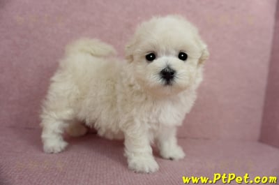 03/31奶油色馬爾泰迪母幼犬2號(屏東市)8