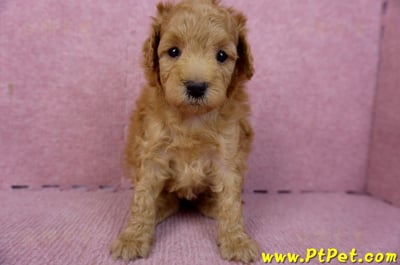 02/11紅貴賓母幼犬(桃園市 )1