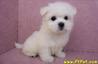 03/20馬爾濟斯公幼犬3