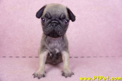 09/08巴哥母幼犬2號(屏東新園)3