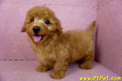 01/26紅貴賓公幼犬7