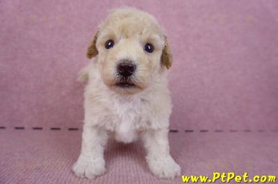 09/23泰迪比熊公幼犬1號(高雄鳳山)2