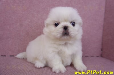 10/31北京狗母幼犬(新北新莊)7