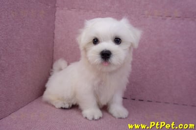 07/26迷你型馬爾濟斯 I 公幼犬(台中東區)5