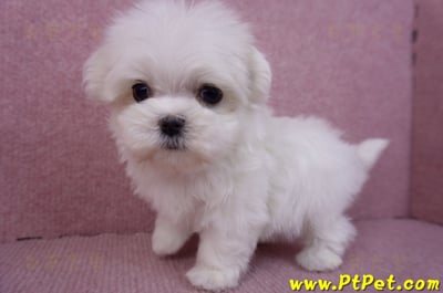 11/20馬爾濟斯母幼犬9