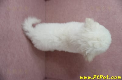 05/20比熊犬公幼犬1號(新北樹林)12