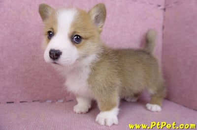 11/30雙色柯基犬公幼犬4號8