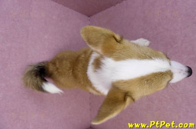 04/28雙色柯基犬公幼犬(屏東潮州)15