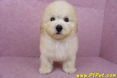 05/12玩具型奶油貴賓公幼犬(桃園中壢)1