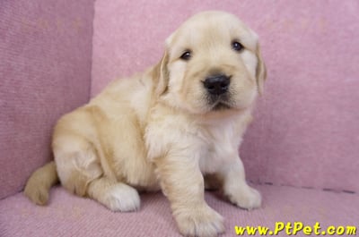 01/10黃金獵犬母幼犬1號(高雄左營)3