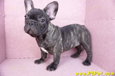 09/18虎斑色法國鬥牛母幼犬(屏東長治)9