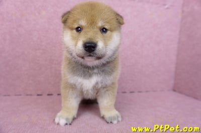 05/07赤色柴犬公幼犬2