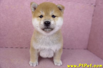 02/06赤色柴犬母幼犬3號(高雄左營)3