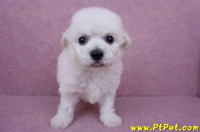 07/22比熊犬公幼犬3號(台北北投)1