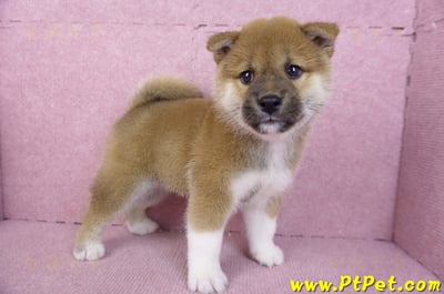 11/19赤色柴犬公幼犬6