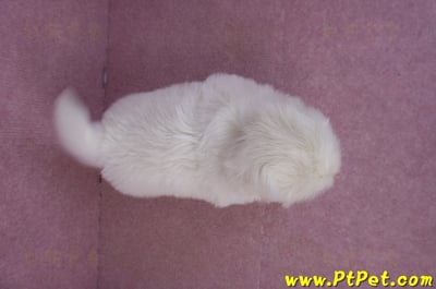 12/17北京狗公幼犬1號(新北三重)9