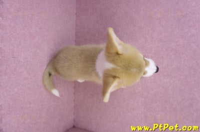 08/05雙色柯基犬公幼犬2號(屏東潮州)11