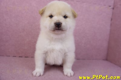 12/10白色柴犬母幼犬2