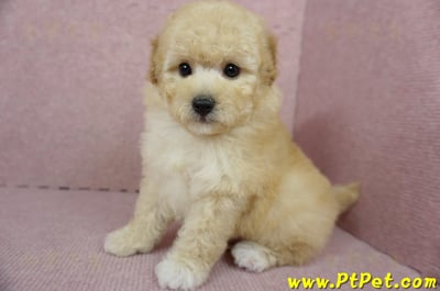 11/26迷你型奶油貴賓公幼犬(屏東市)1