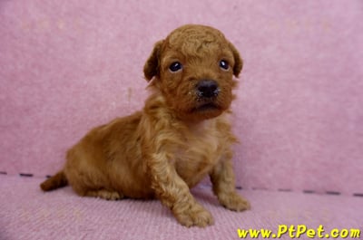 01/26奶油貴賓公幼犬5