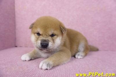 10/06赤色柴犬公幼犬1號(屏東萬丹)7