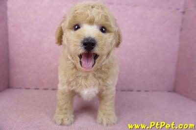 01/20泰迪比熊公幼犬(屏東內埔)2