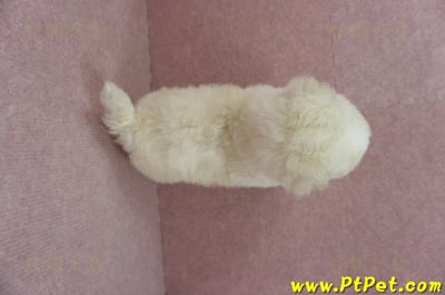 03/11比熊犬公幼犬2號(桃園蘆竹)12