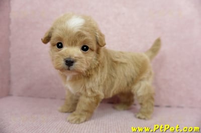 02/14奶油色馬爾泰迪 II 公幼犬(花蓮市)9