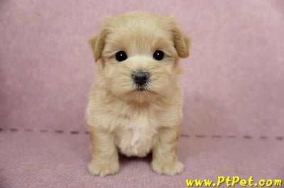 04/23奶油色馬爾泰迪公幼犬3號(台東卑南)2