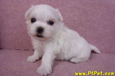 11/20馬爾濟斯公幼犬2號(屏東市)7