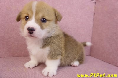 11/30雙色柯基犬公幼犬5號(高雄仁武)9