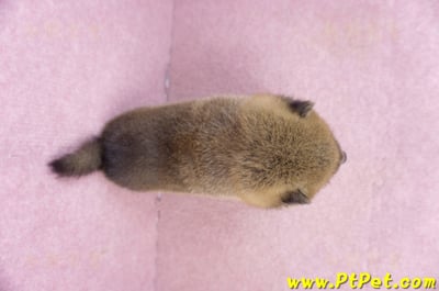 01/11赤色柴犬母幼犬4號7