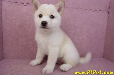 05/24白色柴犬公幼犬(屏東恆春)12