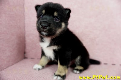 05/14黑色柴犬公幼犬(屏東市)5