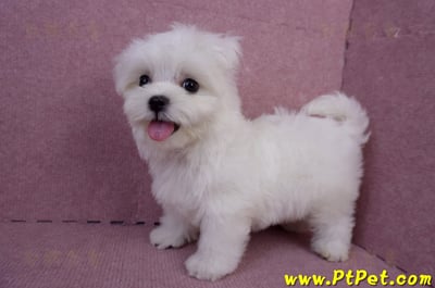 05/28迷你型馬爾濟斯公幼犬(台南安平)7