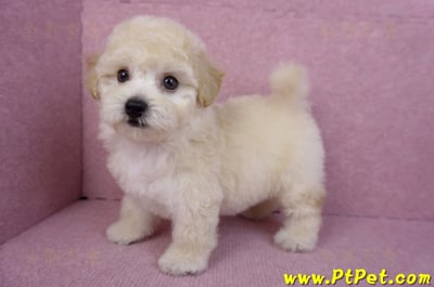 09/12泰迪比熊母幼犬1號(台南西港)11