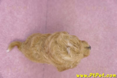 08/10泰迪比熊母幼犬3號11