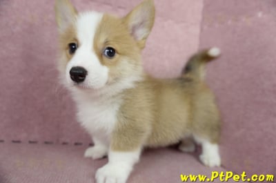 05/09雙色柯基犬母幼犬2號(高雄前鎮)11