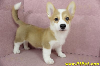 04/14雙色柯基犬母幼犬(台中沙鹿)5