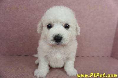 05/22比熊犬公幼犬2號(桃園中壢)2