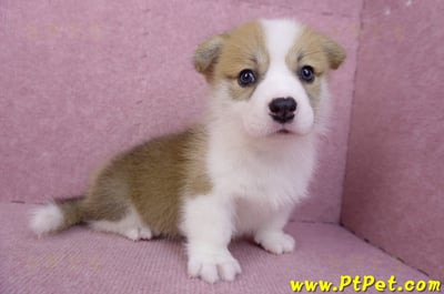 08/03雙色柯基犬公幼犬1號(高雄大樹)8