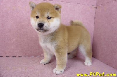 02/06赤色柴犬母幼犬3號(高雄左營)10