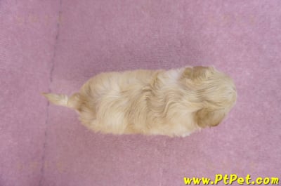 12/10馬爾泰迪公幼犬2號7