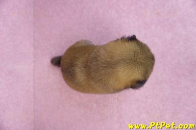 10/06赤色長毛柴犬公幼犬(高雄鼓山)9