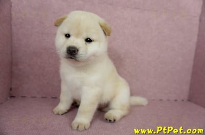 04/26白色柴犬公幼犬(屏東內埔)7