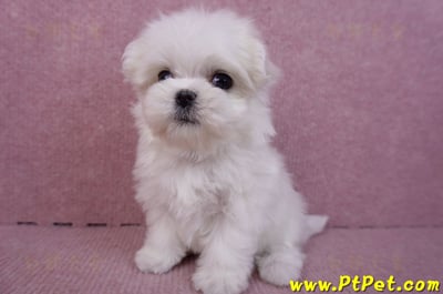 11/20馬爾濟斯母幼犬8