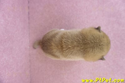 10/01赤色柴犬母幼犬1號6