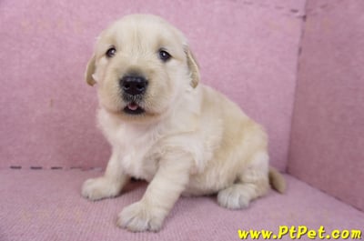 01/10黃金獵犬母幼犬2號(台南安平)5