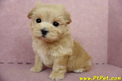 04/23奶油色馬爾泰迪公幼犬(屏東東港)11